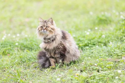 チビ(毛の長い茶色の縞もようの猫)