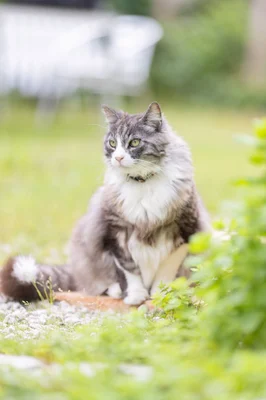 ダン(毛の長いグレーと白の猫)