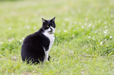 サンチュ(白黒の猫)