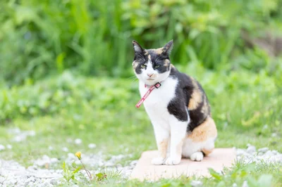 モツ(三毛猫)