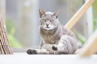 ハツ(グレーの猫)