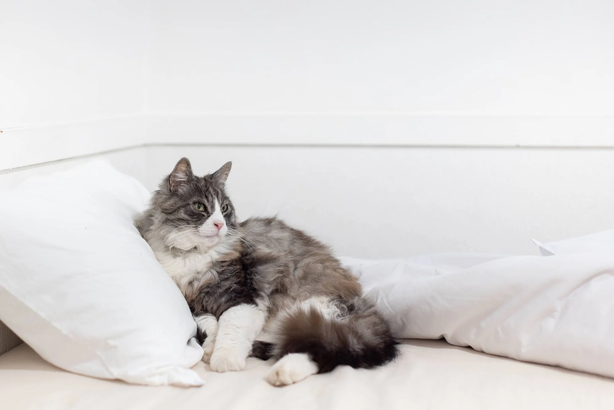 白いベッドでくつろぐ猫
