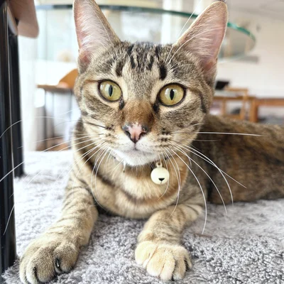 ジャン(キジトラの子猫)