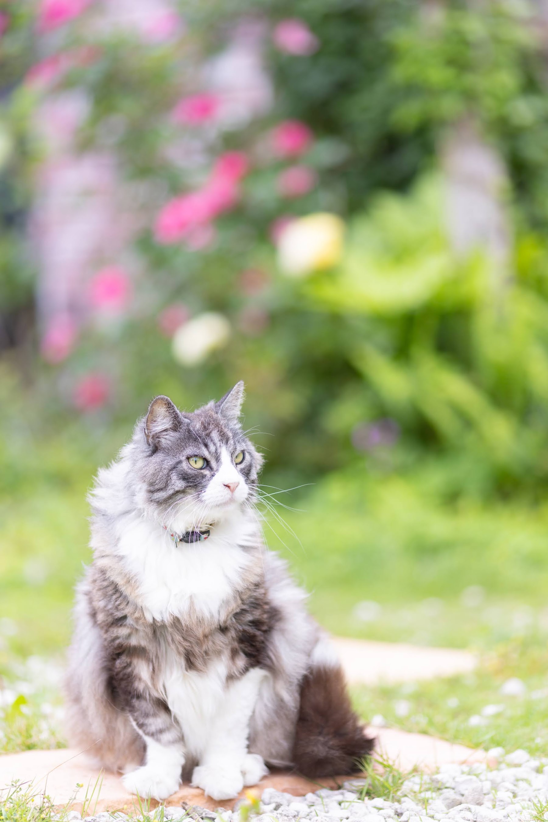 ピンクの花を背に座る、毛の長い猫（ダン）
