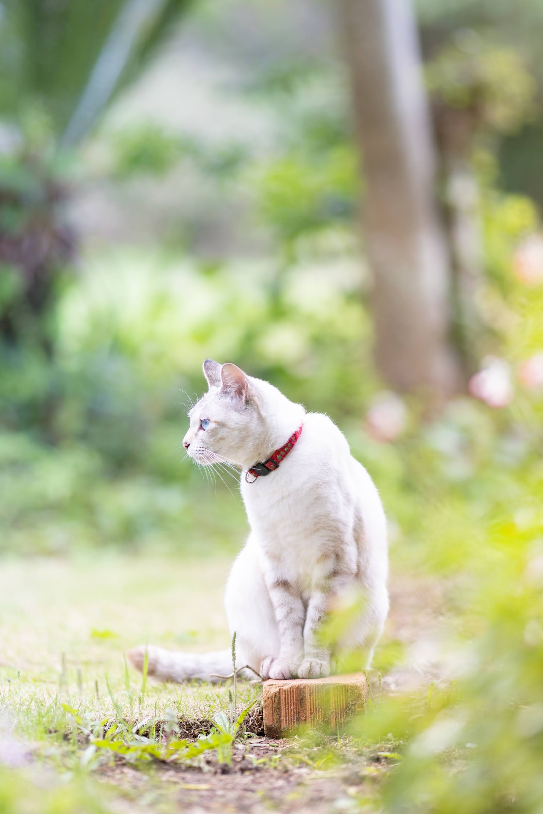 緑の中で座る、青い目の白い猫（ソラ）