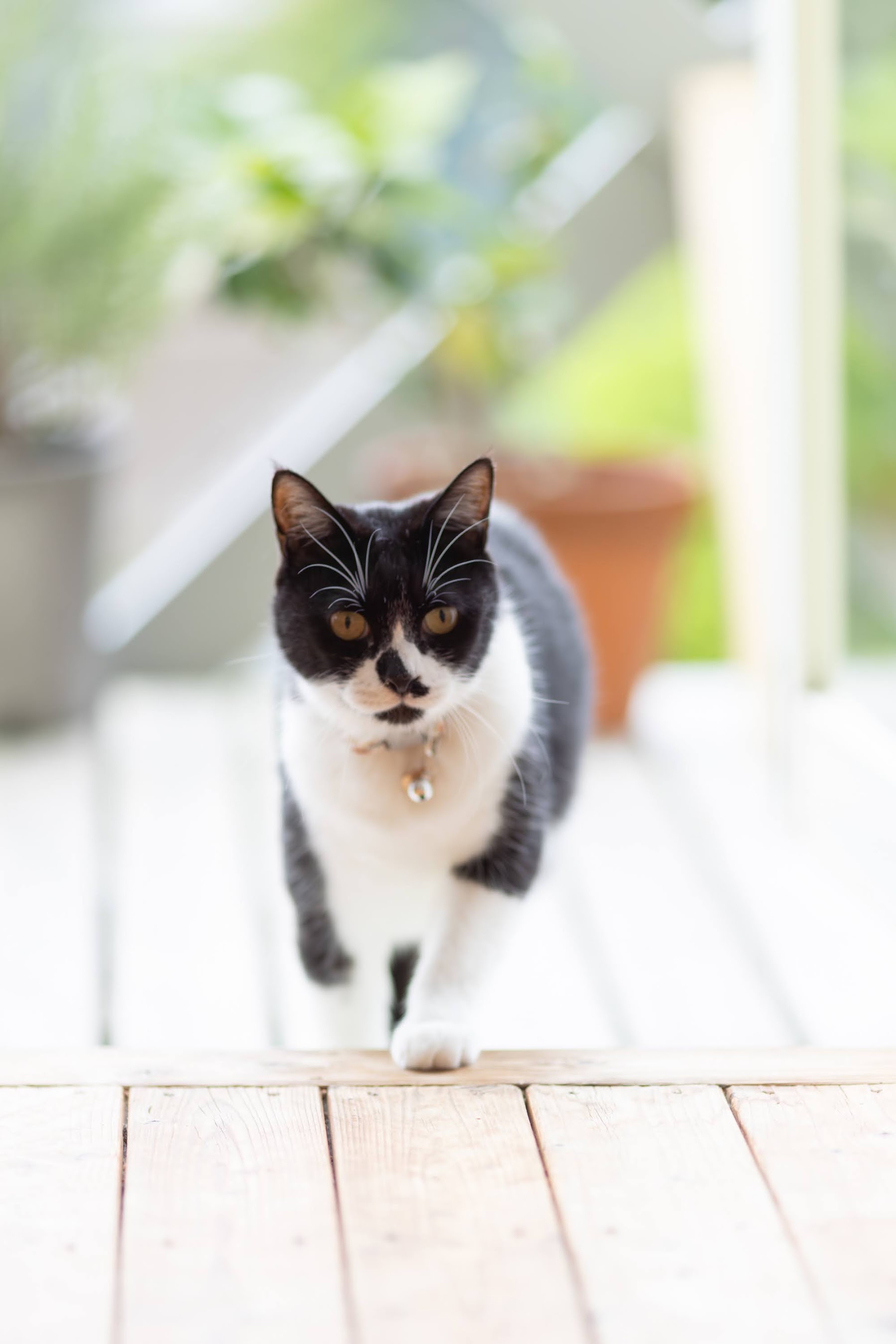 白いウッドデッキを歩いてくる白黒の猫（サンチュ）